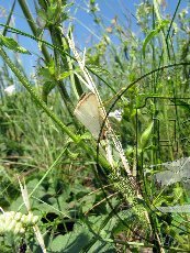 Совка аэгле 001